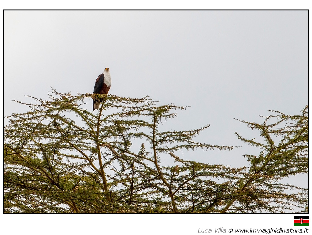 Aquila pescatrice africana -  Haliaeetus vocifer